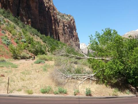 Bryce / Zion Tour photo 38